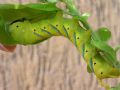 Acherontia atropos