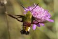 Hemaris fuciformis