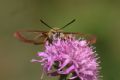 Hemaris fuciformis