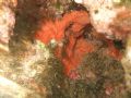 Spirastrella cunctatrix