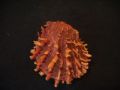 Spondylus groschi