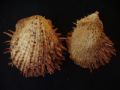 Spondylus cevikeri