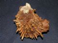 Spondylus 