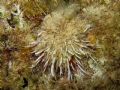 Spondylus gaederopus