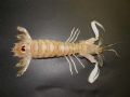 Squilla mantis