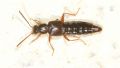Ocalea sp.