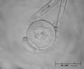 Cyclotella stelligera