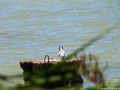 Sterna hirundo