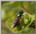 Chloromyia formosa