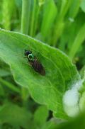 Chloromyia formosa