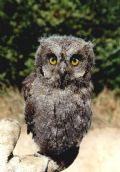 Otus scops