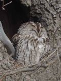 Strix aluco