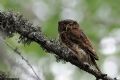 Glaucidium passerinum