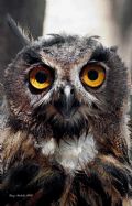 Asio otus