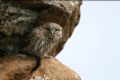 Athene noctua