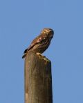 Athene noctua