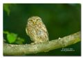 Athene noctua