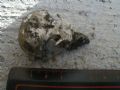 Athene noctua
