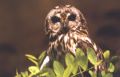 Asio flammeus