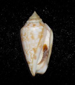 Strombidae