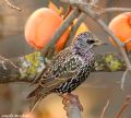 Sturnus vulgaris