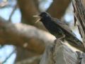 Sturnus vulgaris