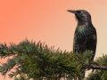 Sturnus vulgaris