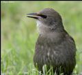 Sturnus vulgaris