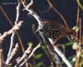 Sturnus vulgaris