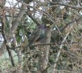 Sturnus vulgaris