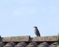 Sturnus vulgaris