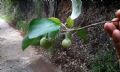 Styrax officinalis