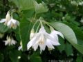 Styrax officinalis