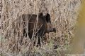 Sus scrofa