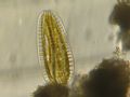 Surirella sp.