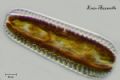 Suriella sp.