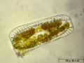 Surirella robusta