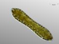 Cymatopleura solea