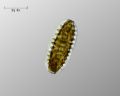 Surirella sp.