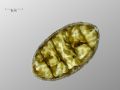 Cymatopleura elliptica