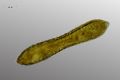 Cymatopleura solea