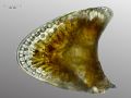 Campylodiscus sp.