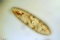 Surirella sp.