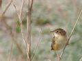 Cisticola juncidis