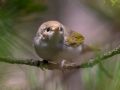 Phylloscopus bonelli