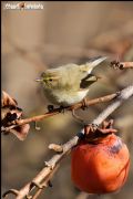 Phylloscopus collybita