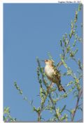 Cisticola juncidis