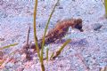 Hippocampus fuscus