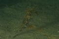Hippocampus guttulatus