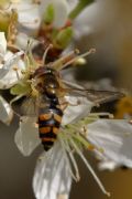 Epistrophella euchroma